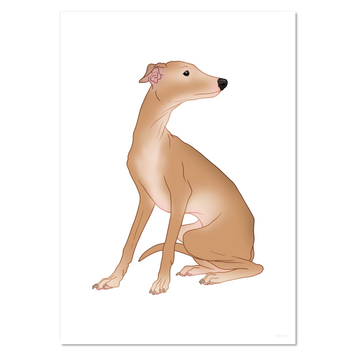 'Elegant Italian Greyhound' Wall Posters / Prints (PP054647)