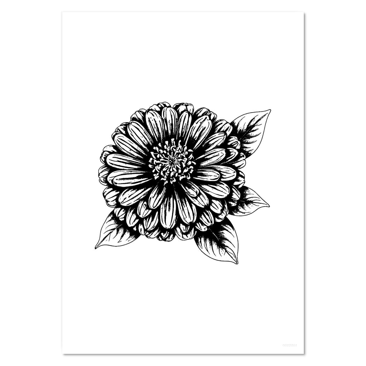 'Blossoming Zinnia Flower' Wall Posters / Prints (PP061791)
