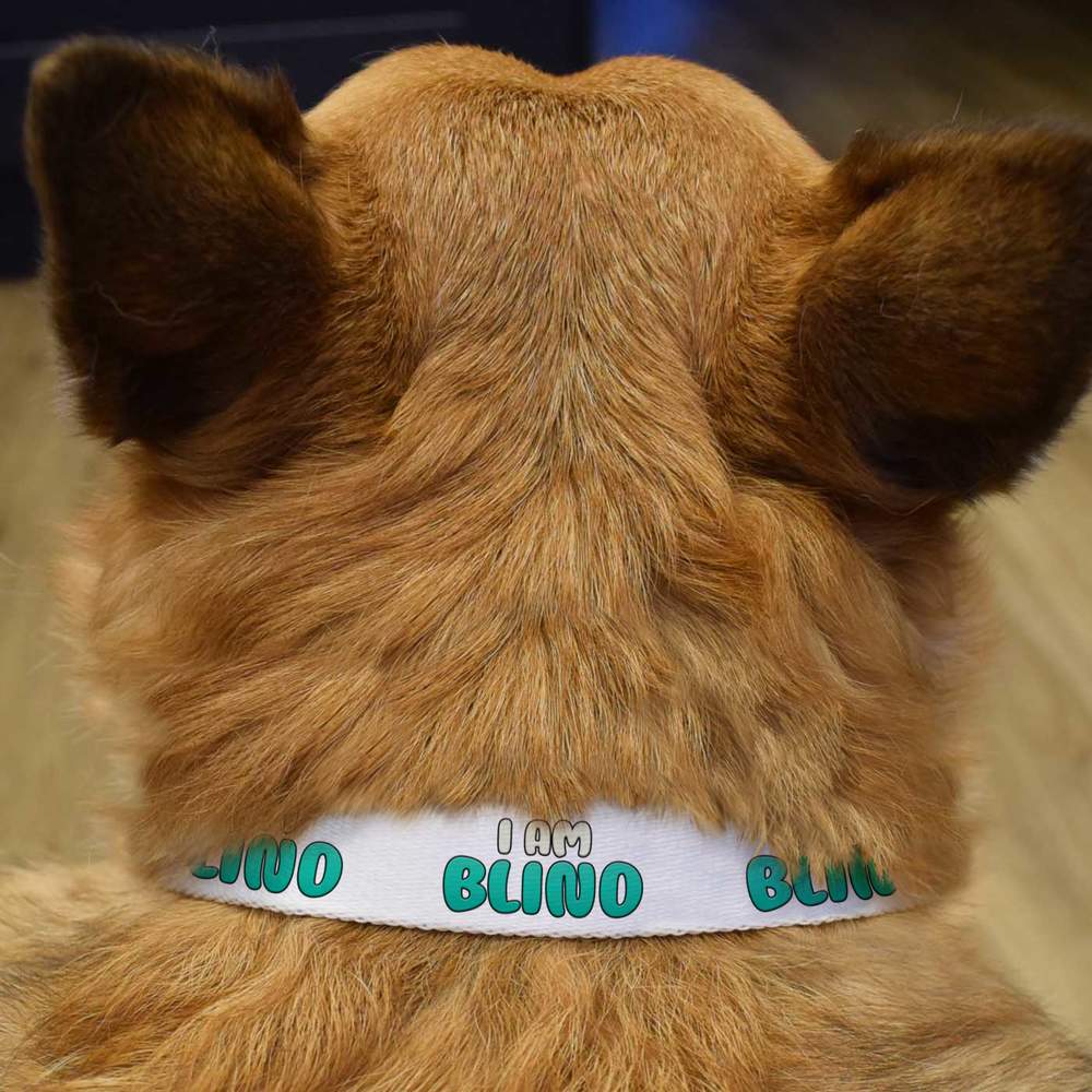 Ich bin blind Hundehalsband PR039098 eBay