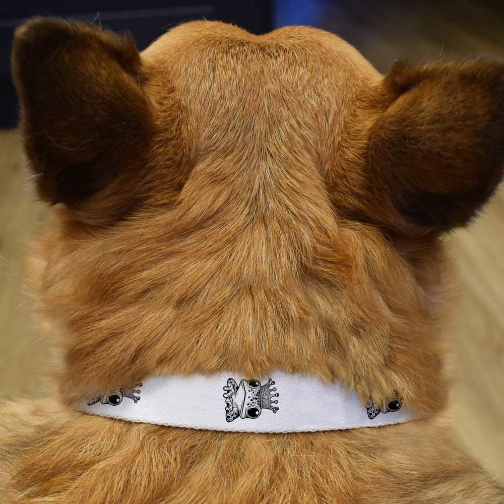 azeeda/PR/PETCOLLARWHTS/PR00055541_02