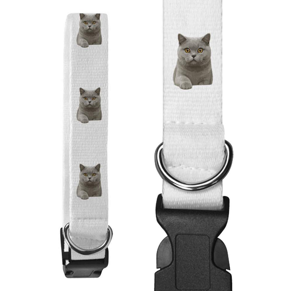 'British Shorthair Cat' Dog Collars (PR056662)