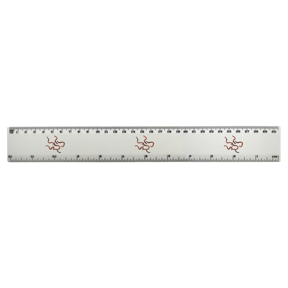 'Earthworms' 30cm (12 Inch) White Plastic Ruler (RL00067630)