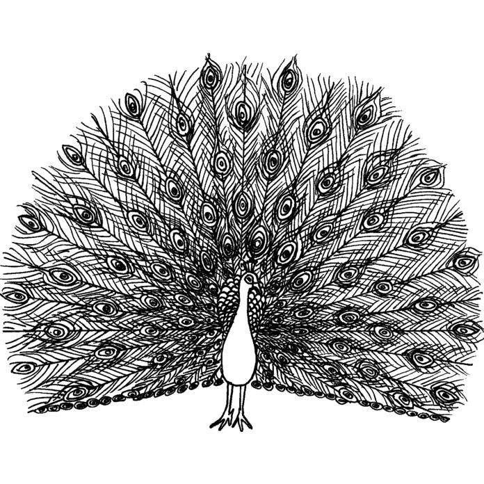 'Peacock' Unmounted Rubber Stamp - A7 - Craft Stamp for Scrapbooking, Card Making, Journals and Creative Projects (RS00003504)