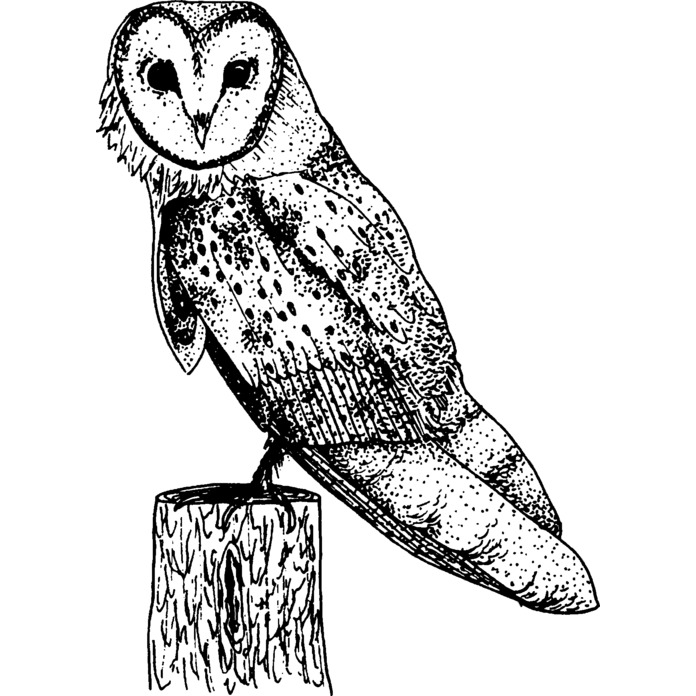 'Barn Owl' Unmounted Rubber Stamp (RS007318)