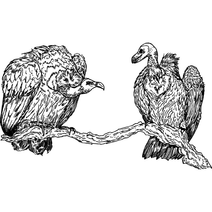'Pair Of Vultures' Unmounted Rubber Stamp (RS010426)