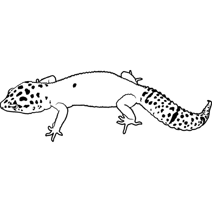 'Leopard Gecko' Unmounted Rubber Stamp - For Crafting, Scrapbooking and Card Making (RS014728)