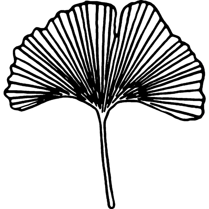 'Ginkgo Leaf' Unmounted Rubber Stamp - Fan-Shaped Botanical Vein Pattern - For Crafting, Scrapbooking and Card Making - Size A7 (RS00011509)