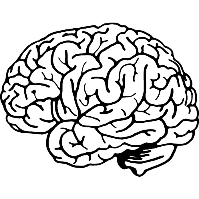 'Human Brain' Unmounted Rubber Stamp (RS019209)