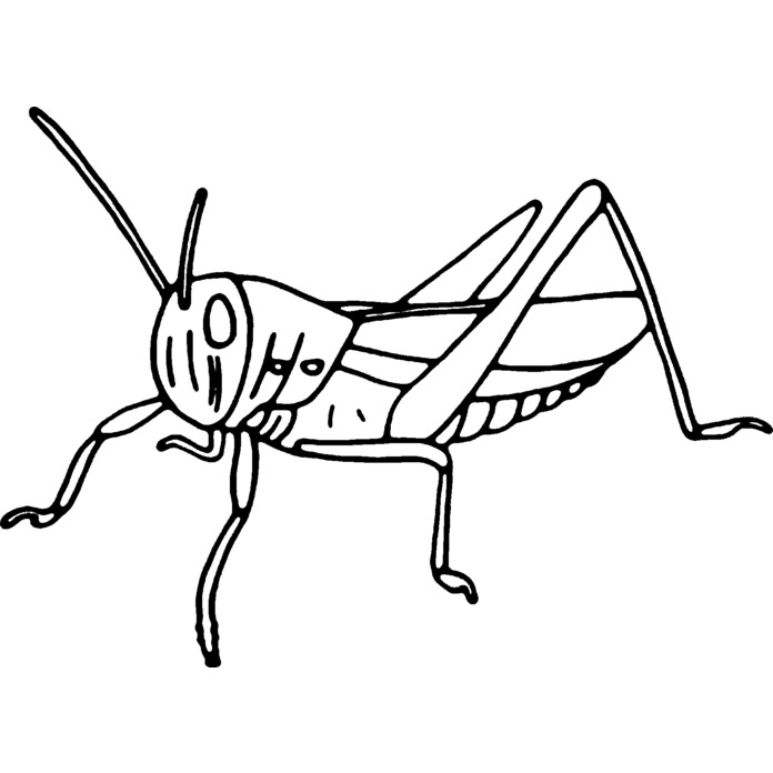 'Grasshopper Insect' Unmounted Rubber Stamp -  For Crafting, Scrapbooking and Card Making (RS019858)