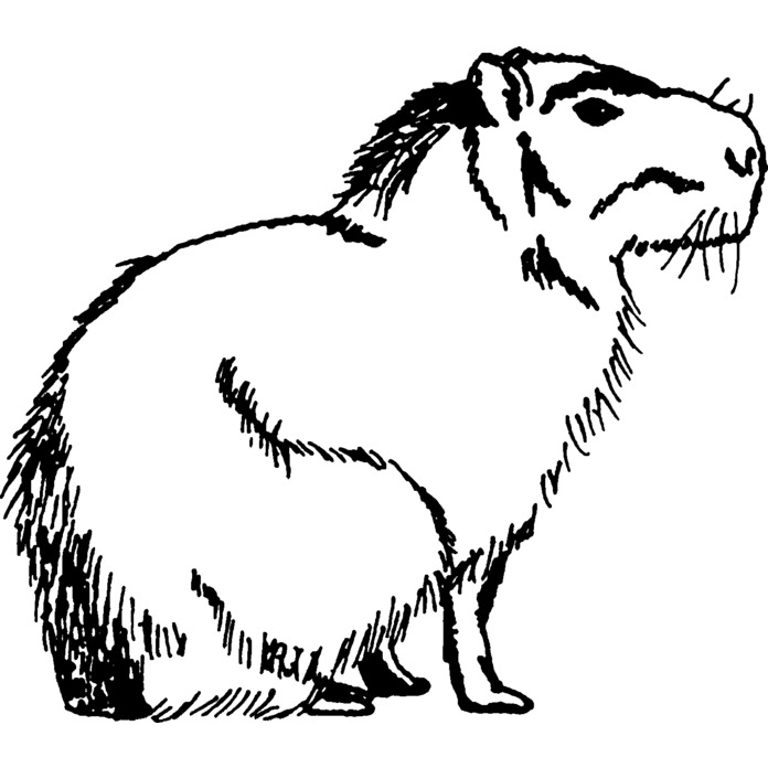 'Sitting Capybara' Unmounted Rubber Stamp (RS019989)