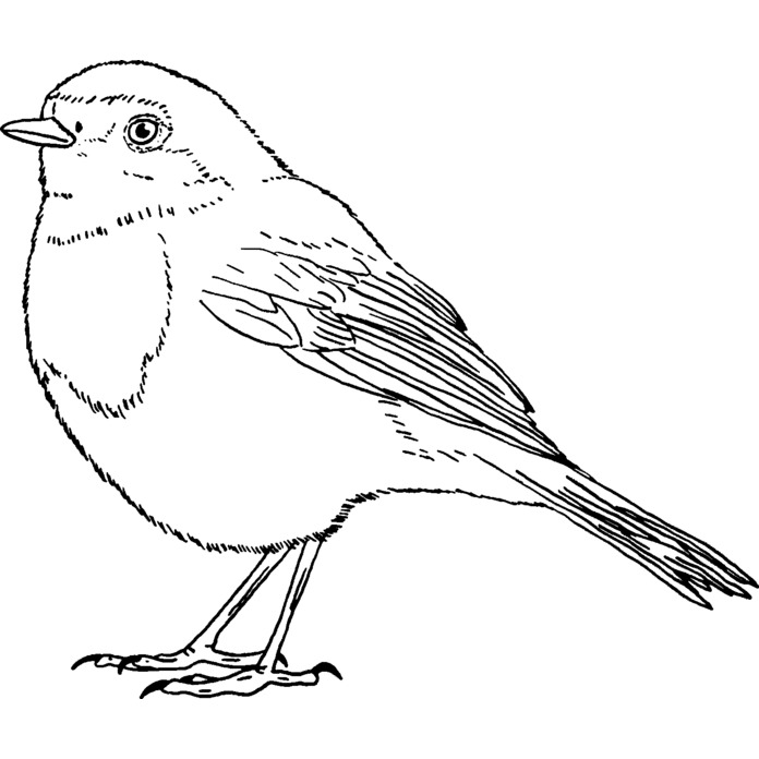 'Robin' Rubber Stamp - Unmounted Design for Crafting & Scrapbooking (RS025572) - Picture 3 of 6