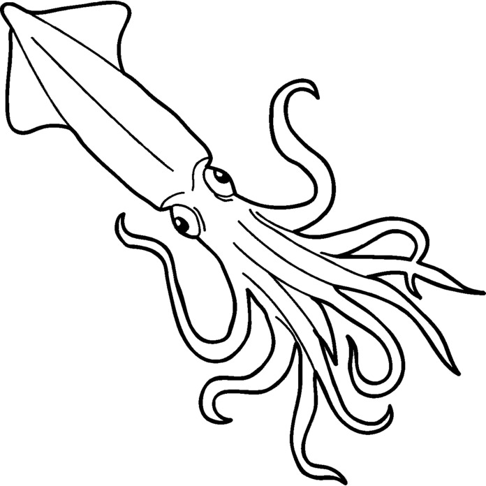 'Humboldt Squid' Unmounted Rubber Stamp - For Crafting, Scrapbooking and Card Making - Size A7 (RS00032930)