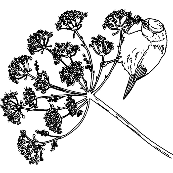 'Bird On Queen Anne's Lace' Unmounted Rubber Stamp - For Crafting, Scrapbooking and Card Making (RS027069)