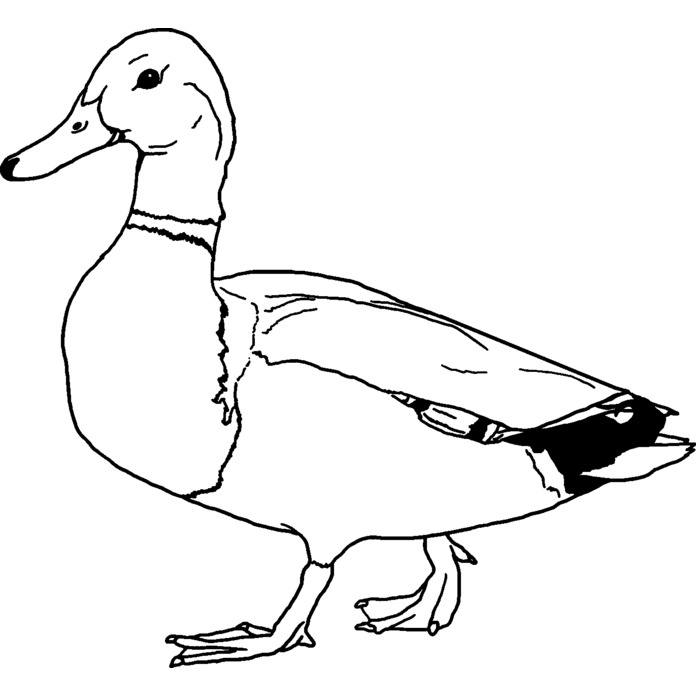'Mallard Duck' Unmounted Rubber Stamp - For Crafting, Scrapbooking and Card Making (RS028471)