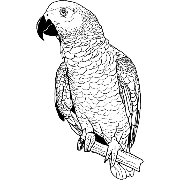 'African Grey Parrot' Unmounted Rubber Stamp - For Crafting, Scrapbooking and Card Making (RS028546)