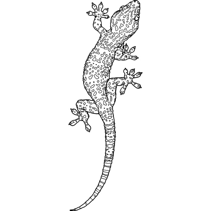 'Tokay Gecko' Unmounted Rubber Stamp - For Crafting, Scrapbooking and Card Making - Size A7 (RS00037166)