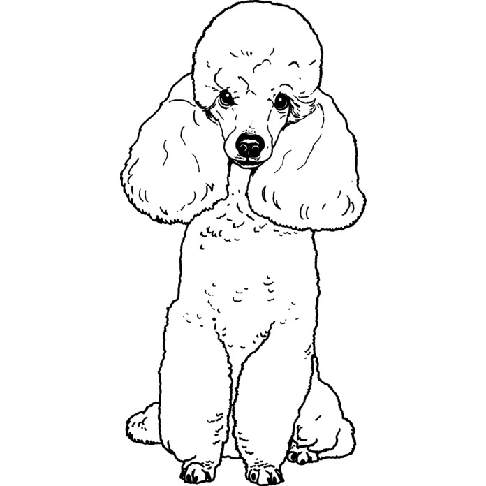'Toy Poodle' Unmounted Rubber Stamp - For Crafting, Scrapbooking and Card Making (RS028716)