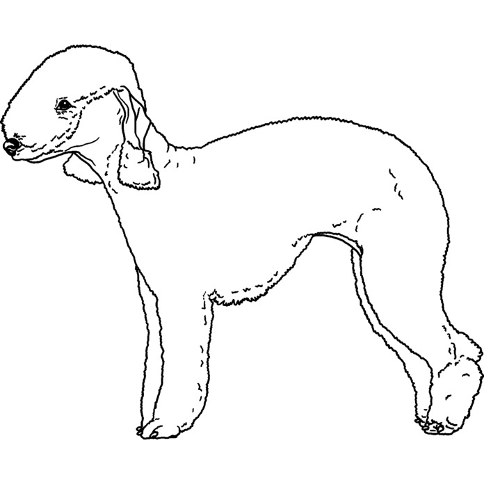 'Bedlington Terrier' Unmounted Rubber Stamp - For Crafting, Scrapbooking and Card Making (RS028945)