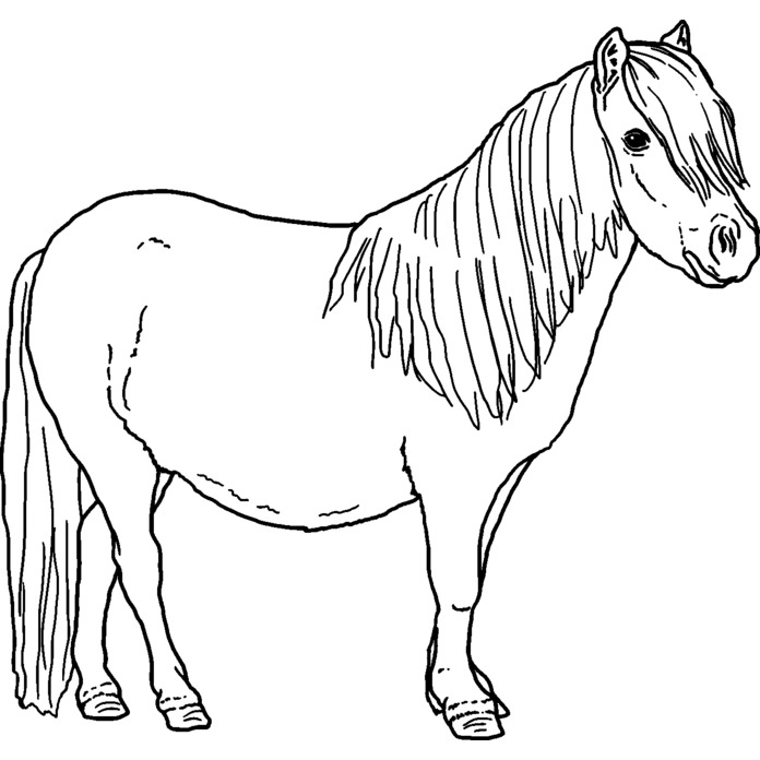 'Shetland Pony' Unmounted Rubber Stamp - For Crafting, Scrapbooking and Card Making - Size A7 (RS00038176)