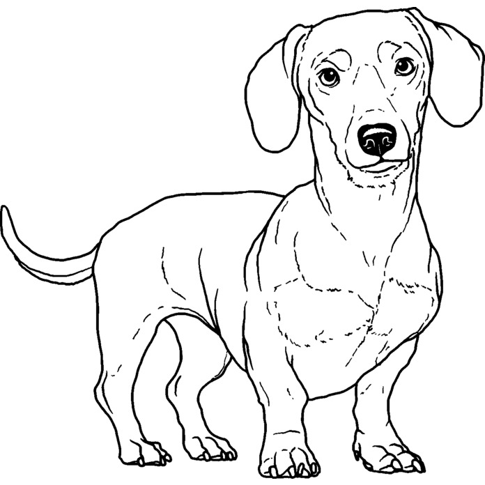 'Dachshund' Unmounted Rubber Stamp (RS029906)