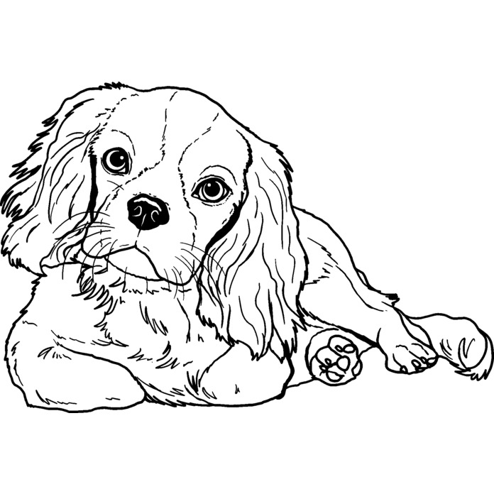 'Cavalier King Charles Spaniel' Unmounted Rubber Stamp - For Crafting, Scrapbooking and Card Making (RS030981)