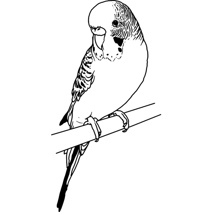 'Perched Budgie' Unmounted Rubber Stamp (RS035505)