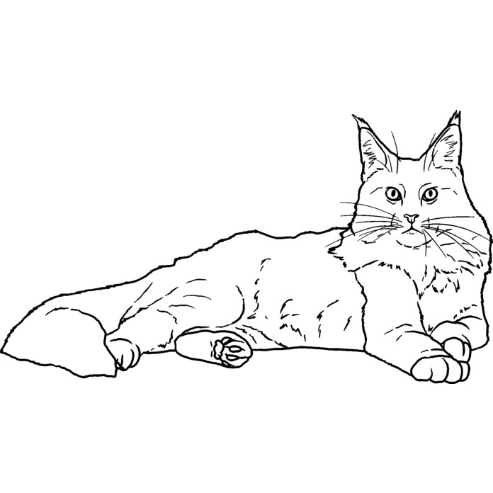 'Maine Coon' Unmounted Rubber Stamp - For Crafting, Scrapbooking and Card Making - Size A7 (RS00044166)