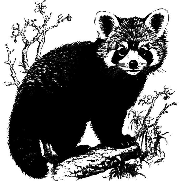'Red Panda' Unmounted Rubber Stamp -  For Crafting, Scrapbooking and Card Making - Size A7 (RS00051269)