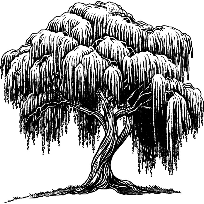 'Willow Tree' Unmounted Rubber Stamp - Craft Stamp for Scrapbooking, Card Making, Journals and Projects (RS052943)