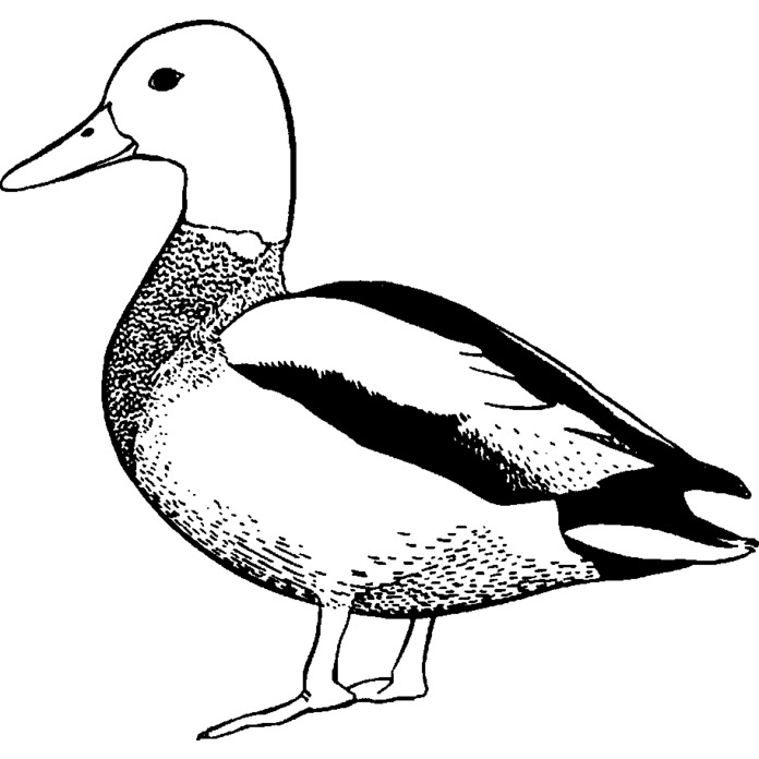 'Duck' Rubber Stamp - Unmounted Design for Crafting & Scrapbooking (RS022135) - Picture 5 of 6