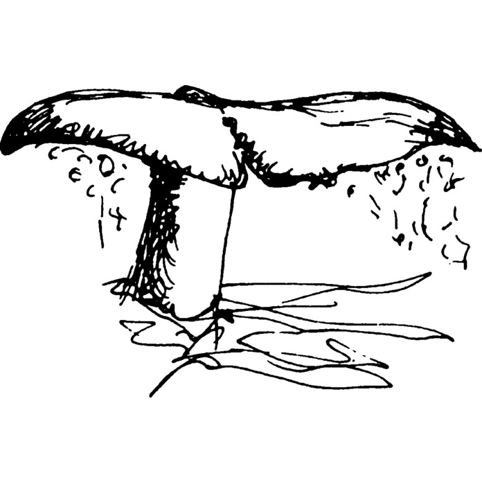 scissor tail #9 SCISSOR-TAILED FLYCATCHER Unmounted bird rubber stamp 