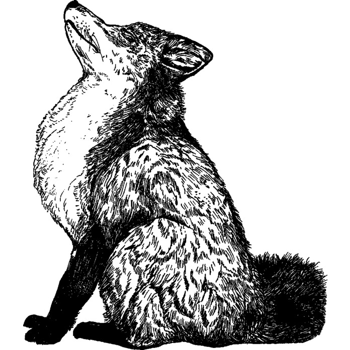 'Stretching Fox' Unmounted Rubber Stamp - A8 - Craft Stamp for Scrapbooking, Card Making, Journals and Creative Projects (RS00021525)