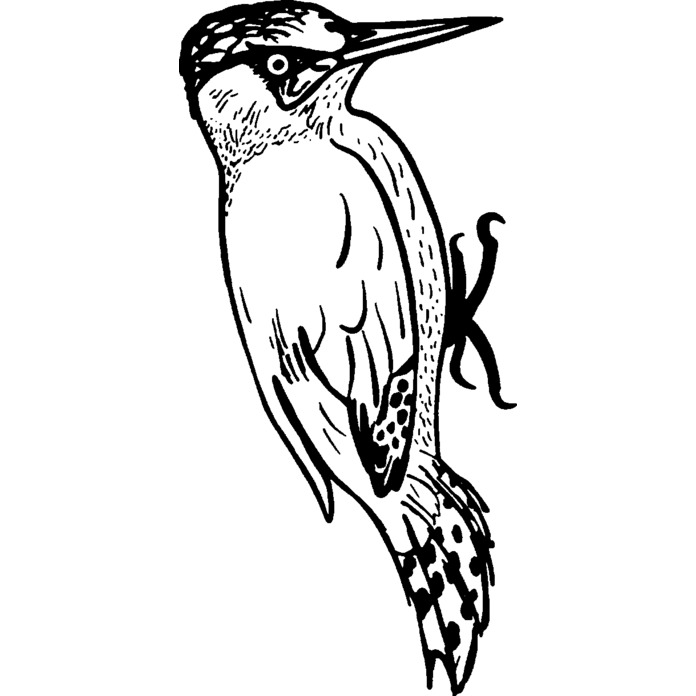 'Woodpecker' Unmounted Rubber Stamp - For Crafting, Scrapbooking and Card Making - Size A8 (RS00021622)