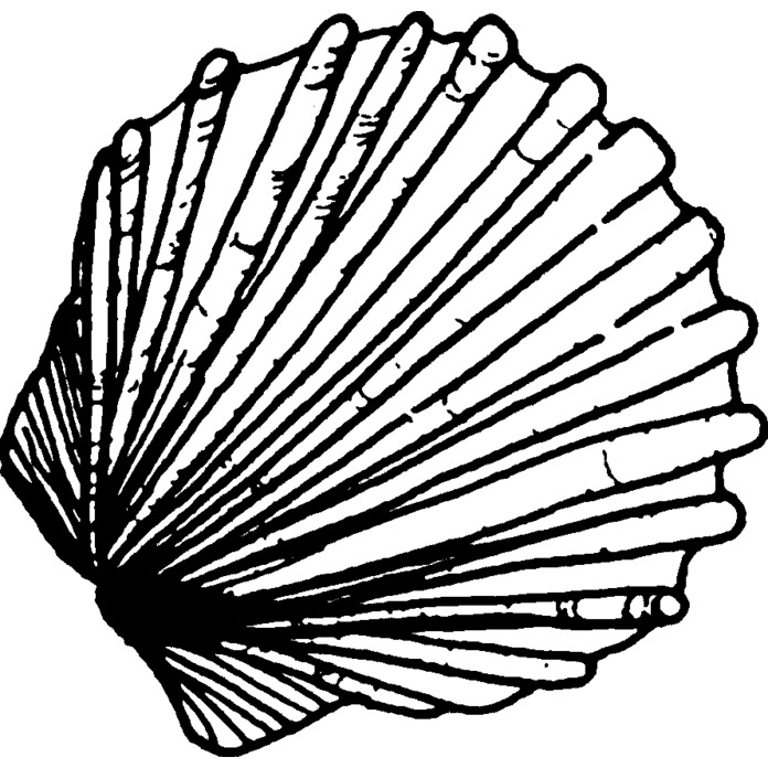 'Scallop Shell' Unmounted Rubber Stamp - For Crafting, Scrapbooking and Card Making - Size A8 (RS00023338)