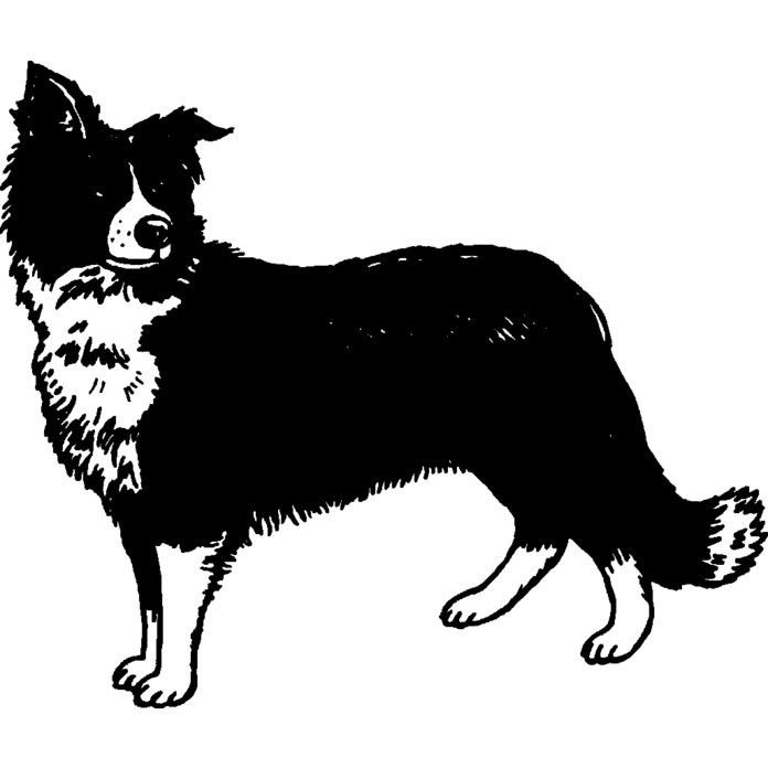 'Border Collie Sheepdog' Unmounted Rubber Stamp - A8 - Craft Stamp for Scrapbooking, Card Making, Journals and Creative Projects (RS00024845)