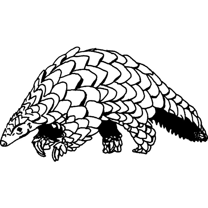 'Pangolin' Unmounted Rubber Stamp - Scaly Anteater Endangered Animal Design - For Crafting, Scrapbooking and Card Making - Size A8 (RS00028266)