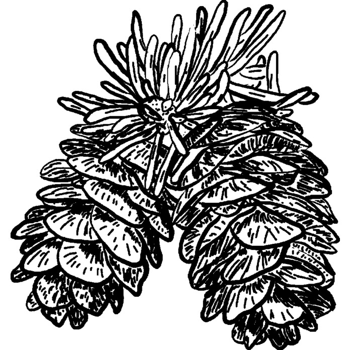 'Pine Cones' Unmounted Rubber Stamp -  For Crafting, Scrapbooking and Card Making - Size A8 (RS00032391)