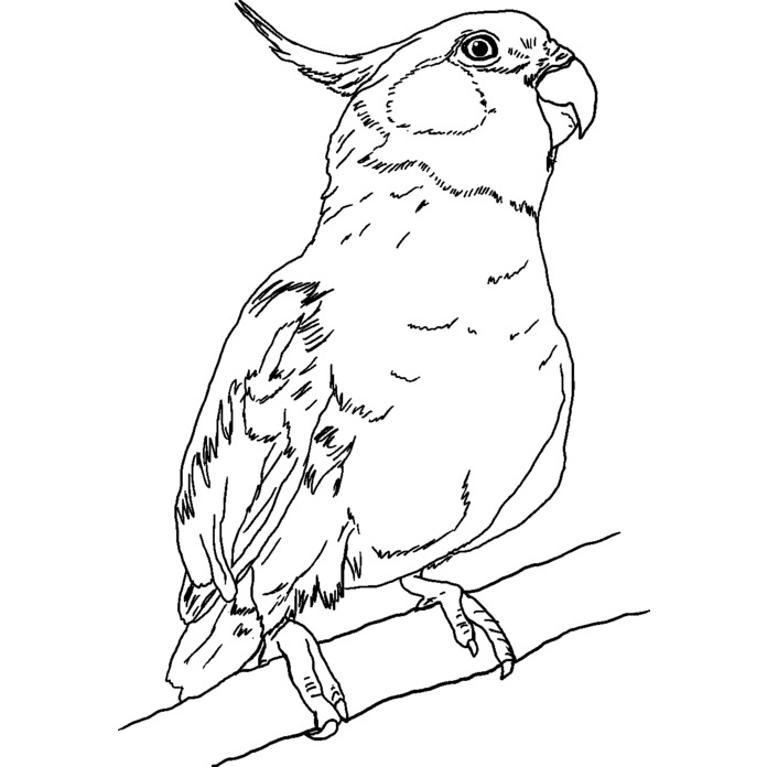 'Cockatiel' Unmounted Rubber Stamp -  For Crafting, Scrapbooking and Card Making - Size A8 (RS00035101)