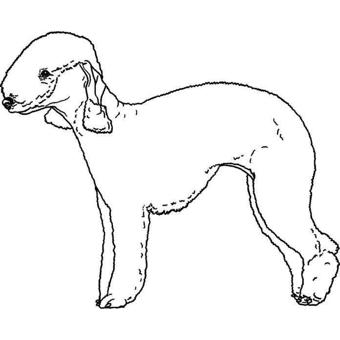 'Bedlington Terrier' Unmounted Rubber Stamp - For Crafting, Scrapbooking and Card Making - Size A8 (RS00037549)