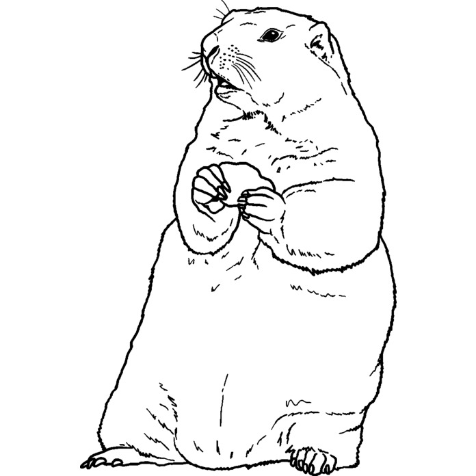 'Alert Groundhog' Unmounted Rubber Stamp - For Crafting, Scrapbooking and Card Making - Size A8 (RS00040991)