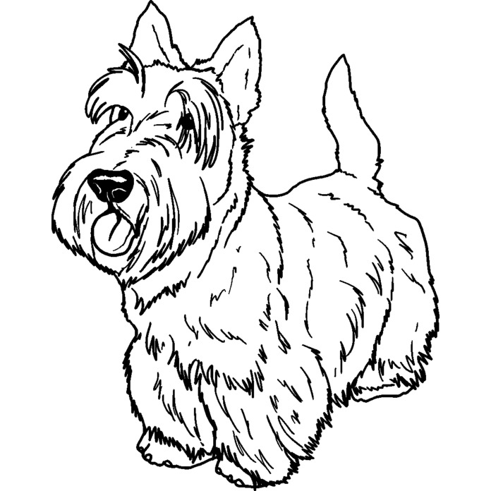 'Scottish Terrier' Unmounted Rubber Stamp -  For Crafting, Scrapbooking and Card Making - Size A8 (RS00041131)