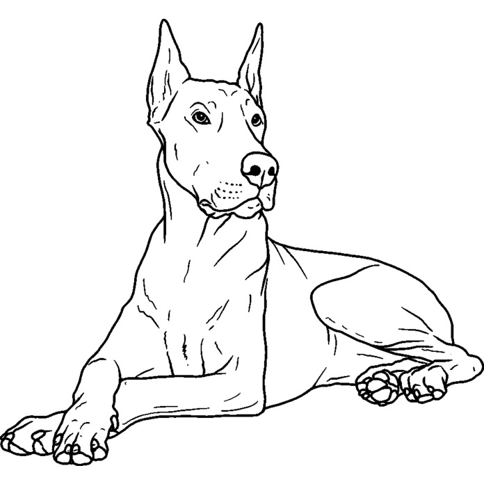 'Doberman' Unmounted Rubber Stamp - For Crafting, Scrapbooking and Card Making - Size A8 (RS00042153)