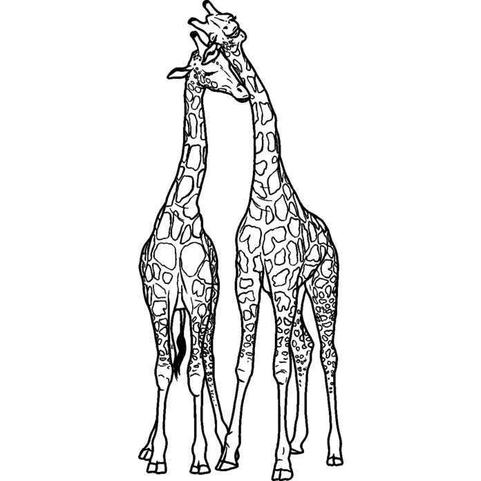 'Cuddling Giraffes' Unmounted Rubber Stamp - For Crafting, Scrapbooking and Card Making - Size A8 (RS00043443)