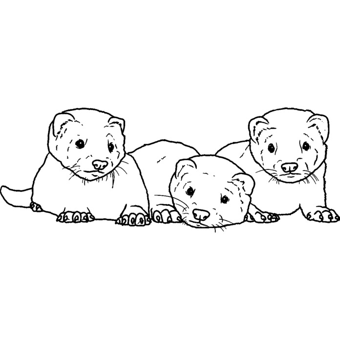 'Baby Ferrets' Unmounted Rubber Stamp - For Crafting, Scrapbooking and Card Making - Size A8 (RS00043825)
