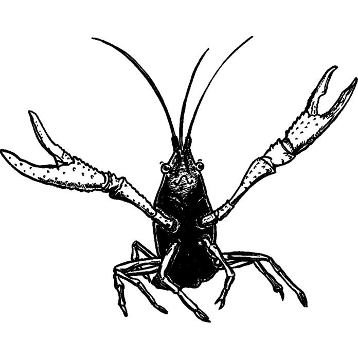 'Happy Crayfish' Unmounted Rubber Stamp - For Crafting, Scrapbooking and Card Making - Size A8 (RS00045269)