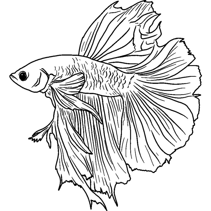 'Siamese Fighting Fish' Unmounted Rubber Stamp - For Crafting, Scrapbooking and Card Making - Size A8 (RS00048056)