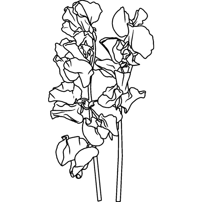 'SweetPea Flower' Unmounted Rubber Stamp - For Crafting, Scrapbooking and Card Making - Size A8 (RS00048272)