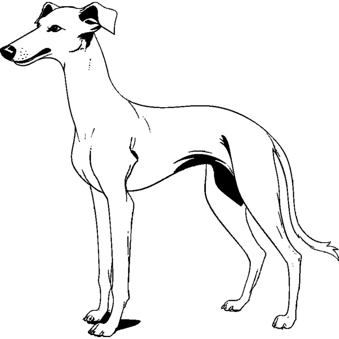 'Greyhound' Unmounted Rubber Stamp - A8 - Craft Stamp for Scrapbooking, Card Making, Journals and Creative Projects (RS00051148)