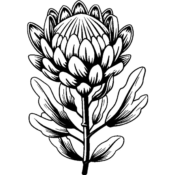 'Protea Flower' Unmounted Rubber Stamp - For Crafting, Scrapbooking and Card Making - Size A8 (RS00055154)