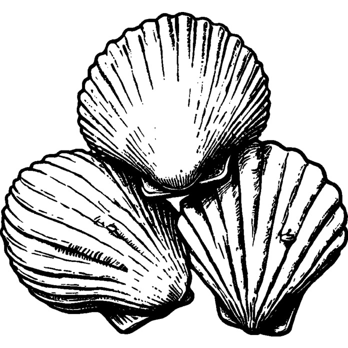 'Three Seashells' Unmounted Rubber Stamp - For Crafting, Scrapbooking and Card Making - Size A8 (RS00056584)